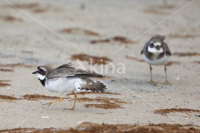 Bontbekplevier (Charadrius hiaticula)