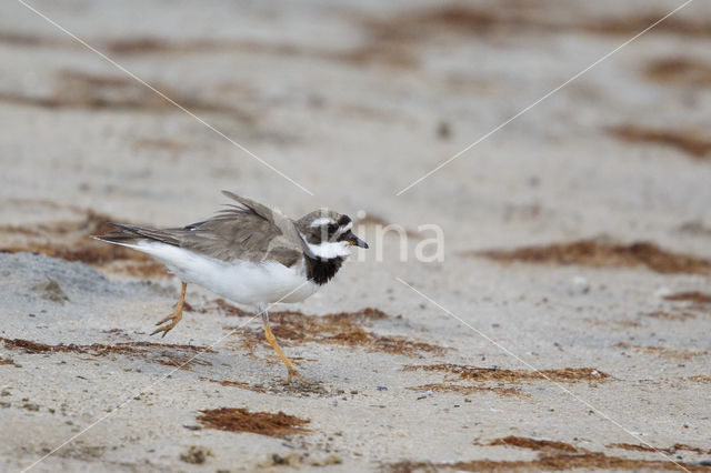 Bontbekplevier (Charadrius hiaticula)