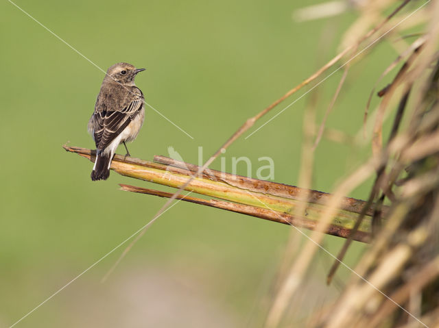 Pied Wheatear (Oenanthe pleschanka)