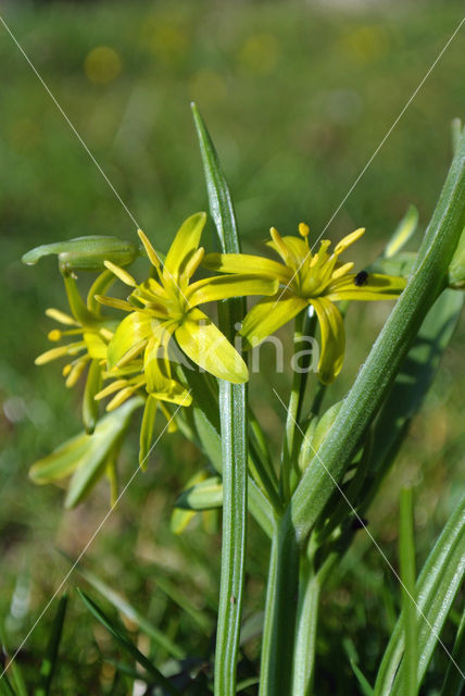 Yellow Star-of-Bethlehem (Gagea lutea)
