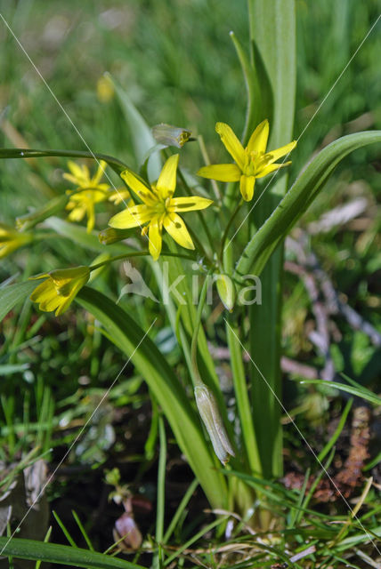 Bosgeelster (Gagea lutea)