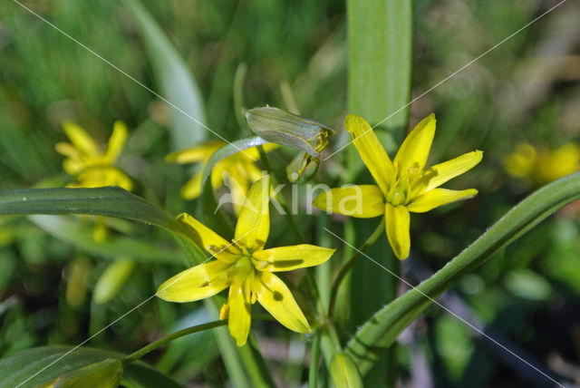 Bosgeelster (Gagea lutea)