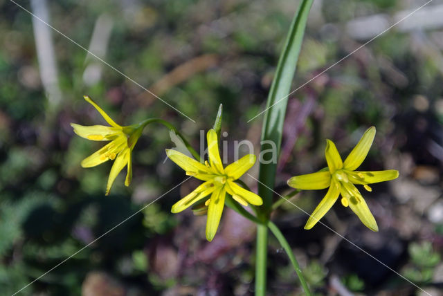 Bosgeelster (Gagea lutea)