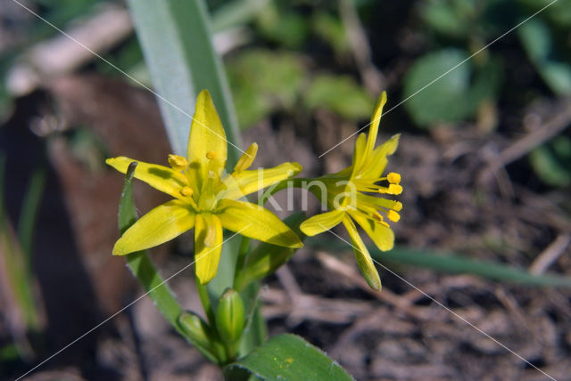 Yellow Star-of-Bethlehem (Gagea lutea)