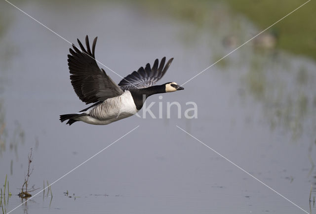 Brandgans (Branta leucopsis)