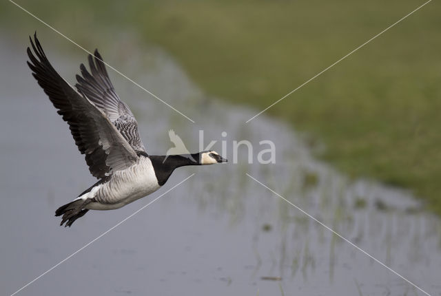 Brandgans (Branta leucopsis)