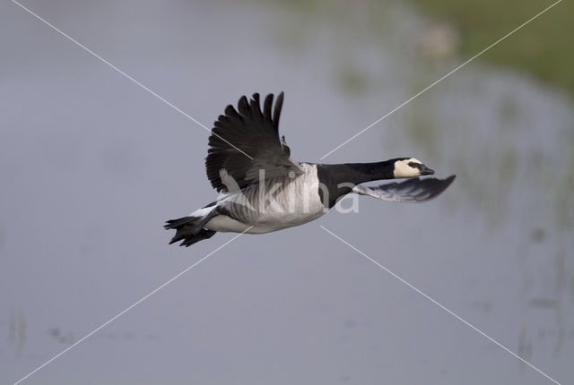 Brandgans (Branta leucopsis)