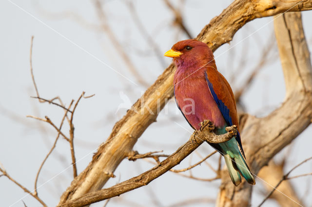 Breedbekscharrelaar (Eurystomus glaucurus)