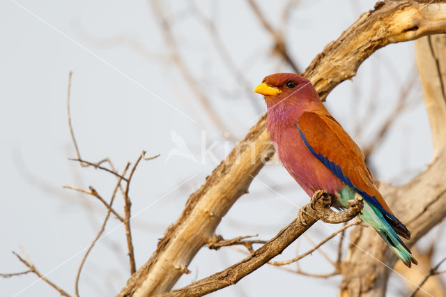 Breedbekscharrelaar (Eurystomus glaucurus)