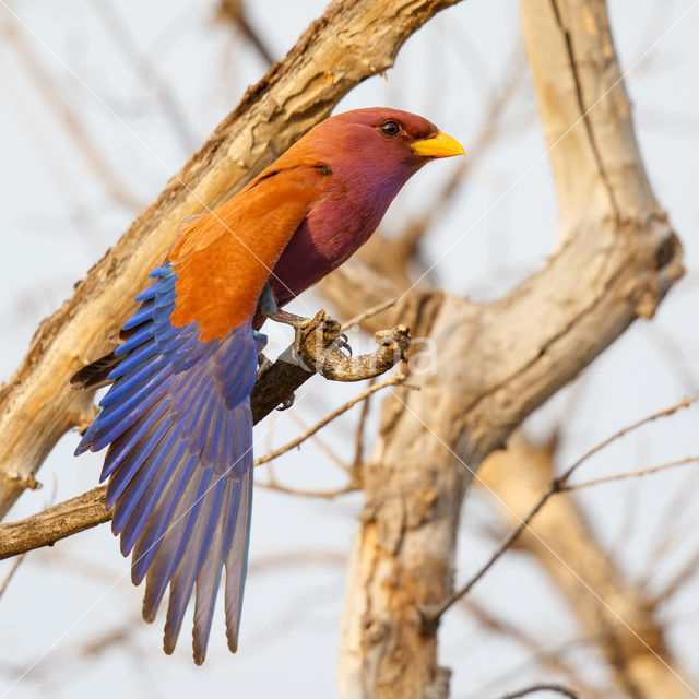 Breedbekscharrelaar (Eurystomus glaucurus)