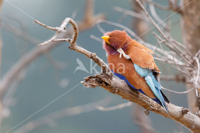 Breedbekscharrelaar (Eurystomus glaucurus)