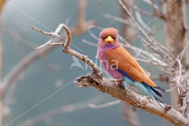 Broad-billed Roller (Eurystomus glaucurus)