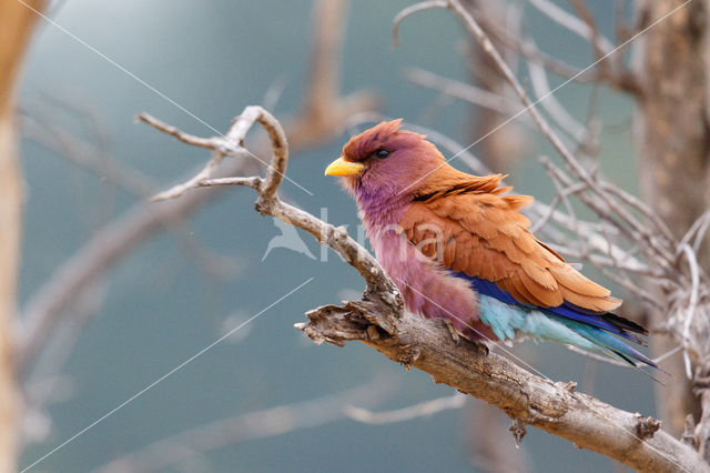 Breedbekscharrelaar (Eurystomus glaucurus)