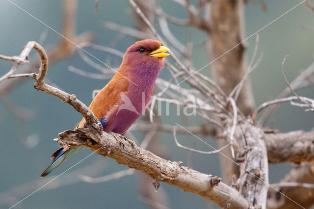 Breedbekscharrelaar (Eurystomus glaucurus)