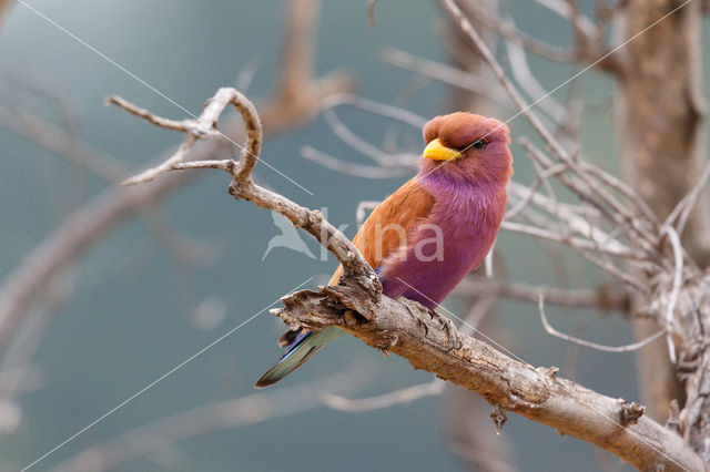 Breedbekscharrelaar (Eurystomus glaucurus)