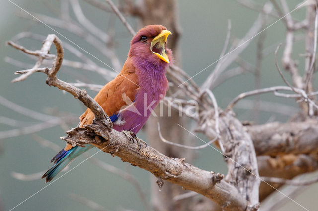 Broad-billed Roller (Eurystomus glaucurus)