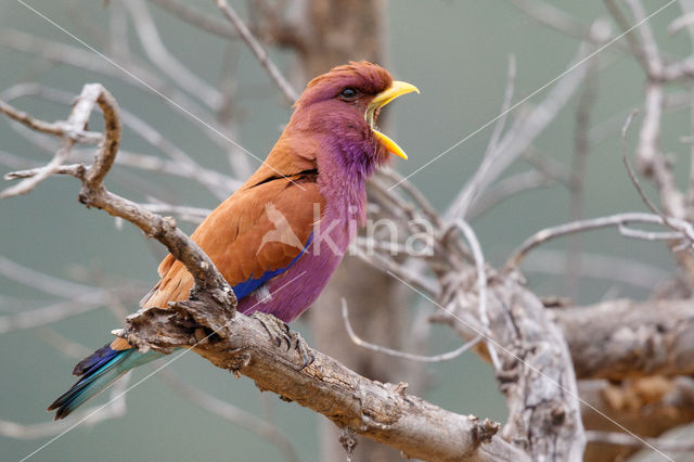 Breedbekscharrelaar (Eurystomus glaucurus)