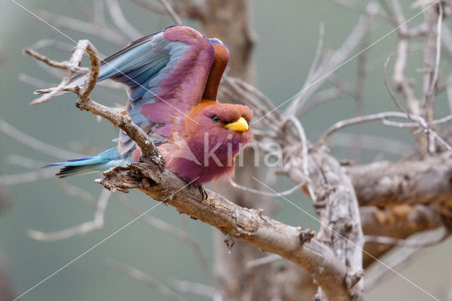 Breedbekscharrelaar (Eurystomus glaucurus)