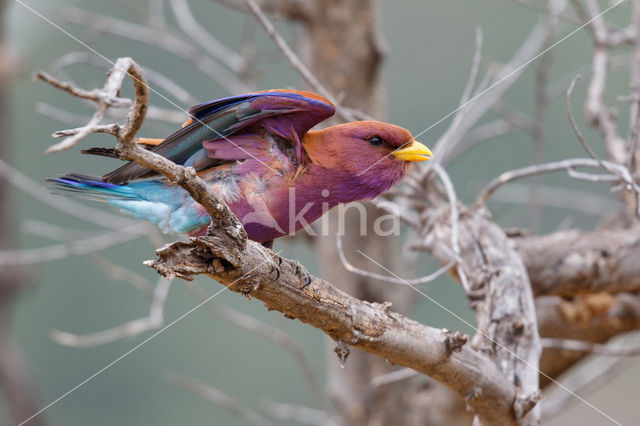 Breedbekscharrelaar (Eurystomus glaucurus)