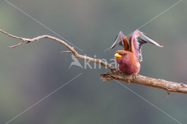 Breedbekscharrelaar (Eurystomus glaucurus)