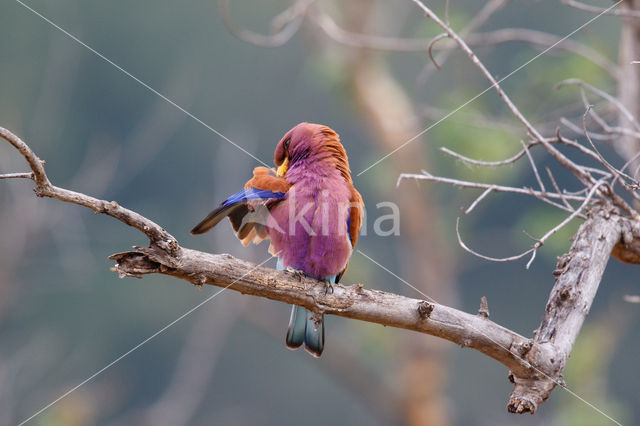 Breedbekscharrelaar (Eurystomus glaucurus)