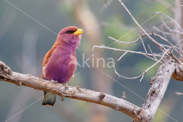 Breedbekscharrelaar (Eurystomus glaucurus)