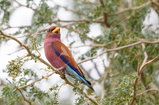 Breedbekscharrelaar (Eurystomus glaucurus)