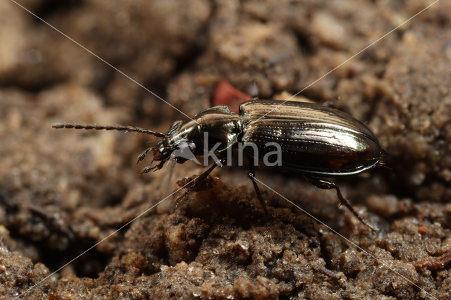 Bronzen Priempje (Bembidion aeneum)