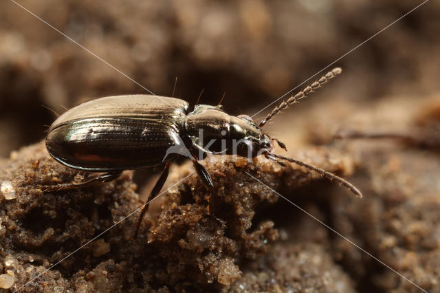 Bronzen Priempje (Bembidion aeneum)