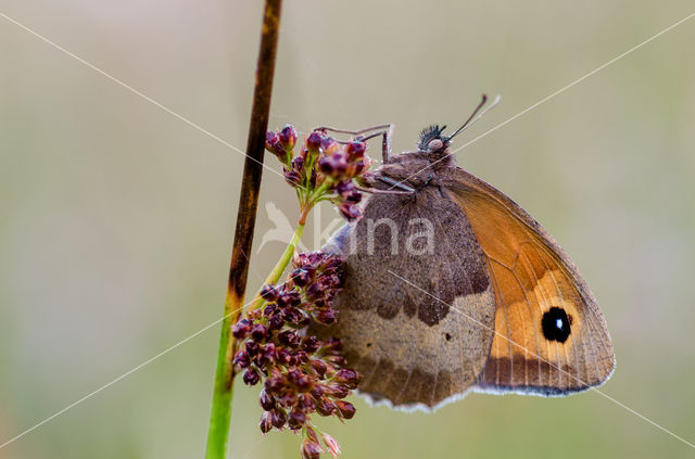 Meadow Brown (Maniola jurtina)