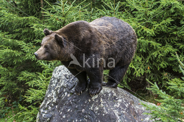 Bruine beer (Ursus arctos)