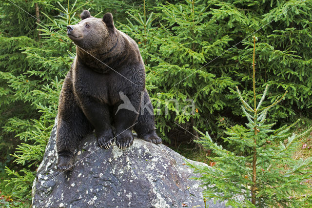 Bruine beer (Ursus arctos)