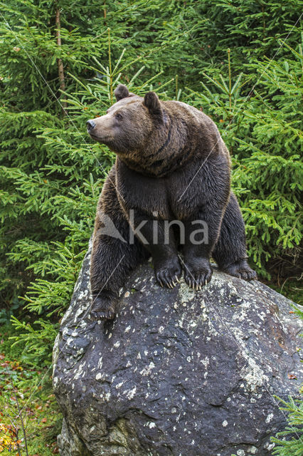 Bruine beer (Ursus arctos)