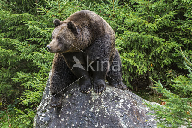 Bruine beer (Ursus arctos)