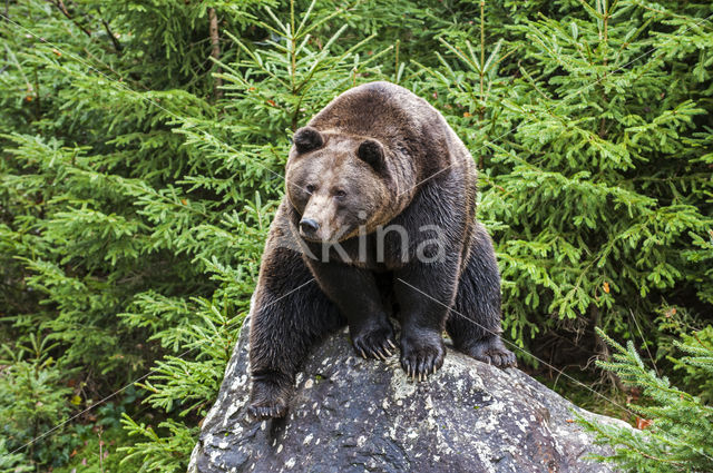 Bruine beer (Ursus arctos)