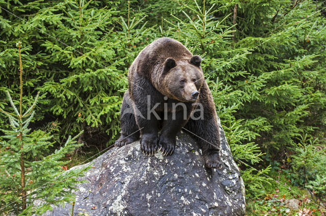 Brown Bear (Ursus arctos)