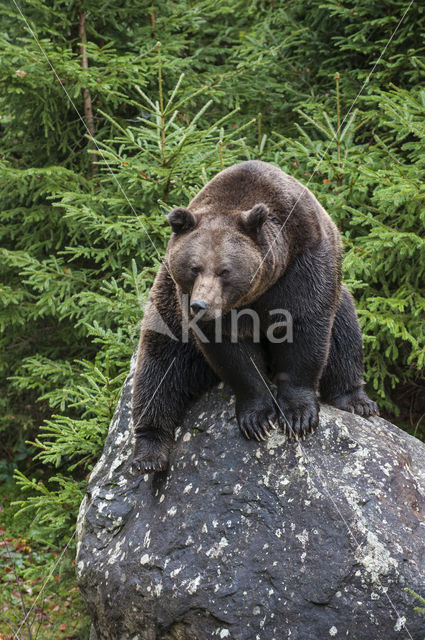 Bruine beer (Ursus arctos)