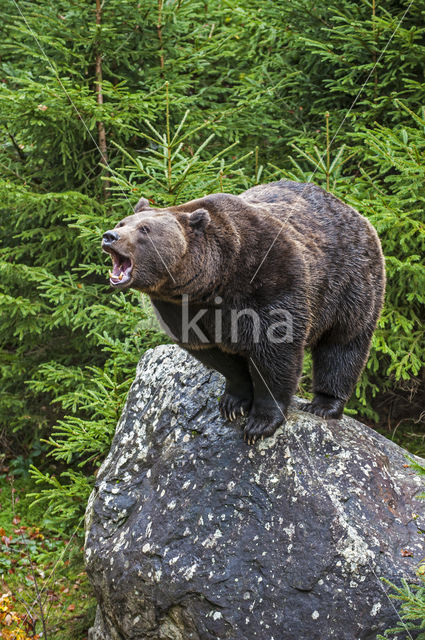 Bruine beer (Ursus arctos)