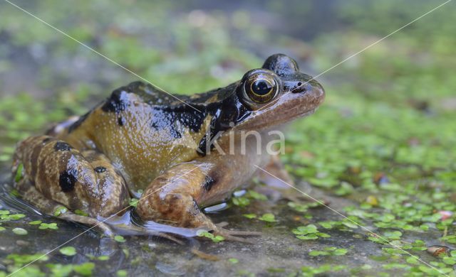 Common Frog (Rana temporaria)