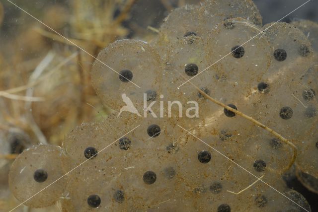 Bruine kikker (Rana temporaria)