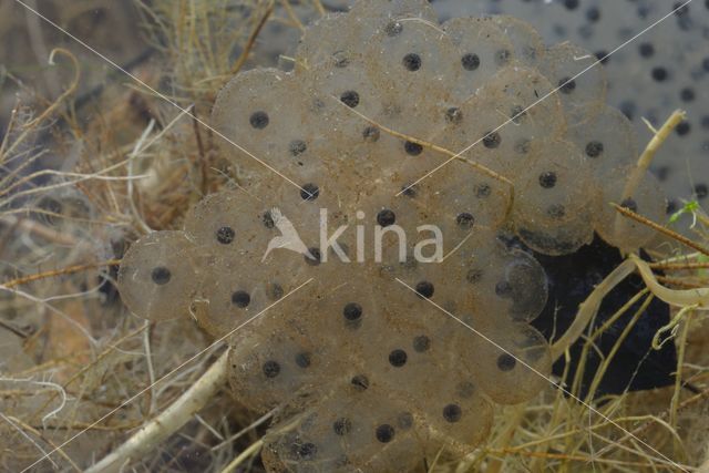 Bruine kikker (Rana temporaria)