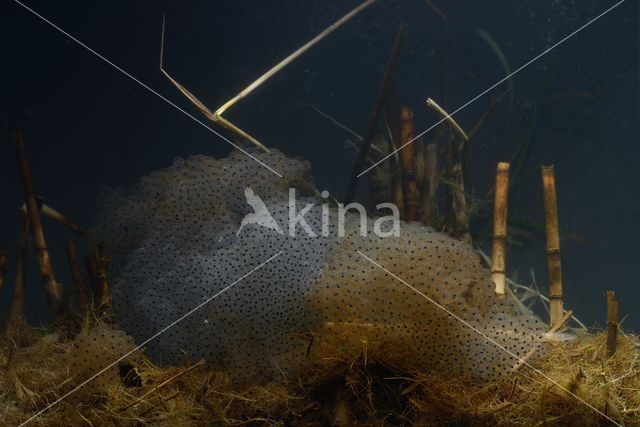 Bruine kikker (Rana temporaria)