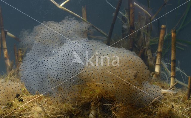 Bruine kikker (Rana temporaria)