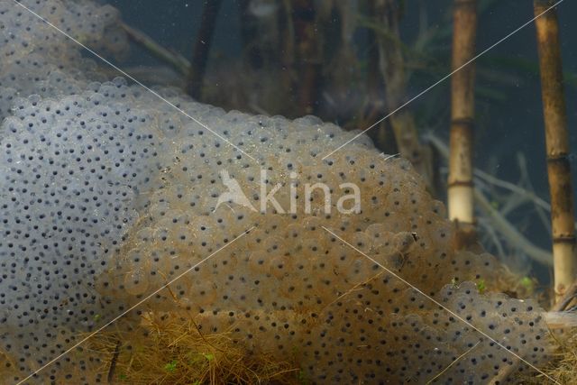 Bruine kikker (Rana temporaria)