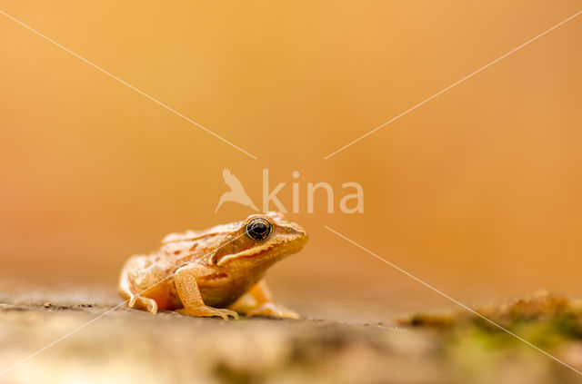 Common Frog (Rana temporaria)