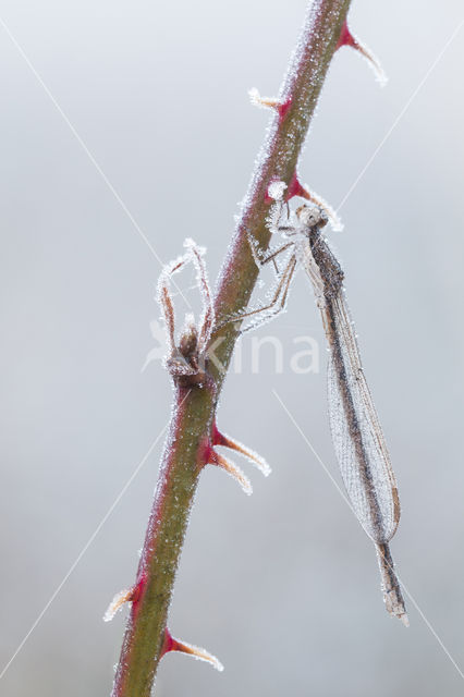Brown Emerald Damselfly (Sympecma fusca)
