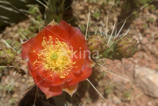 pricklypear (Opuntia spec)