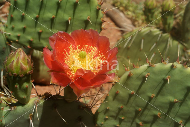 Cactus (Opuntia spec)