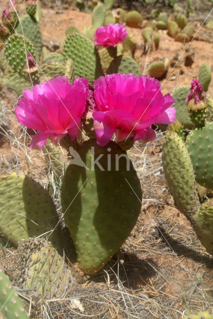 pricklypear (Opuntia spec)