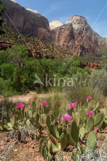 Cactus (Opuntia spec)